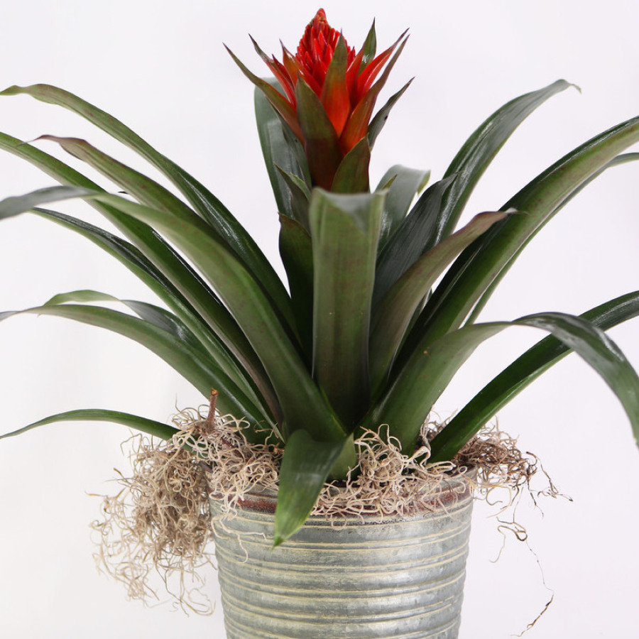 Air Plant