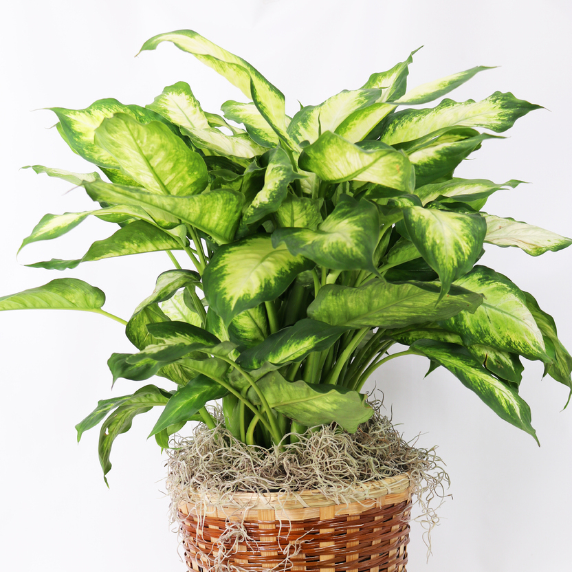 Busy Bee Florist and Gifts Plants